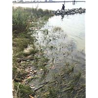 Newport News King Tide image